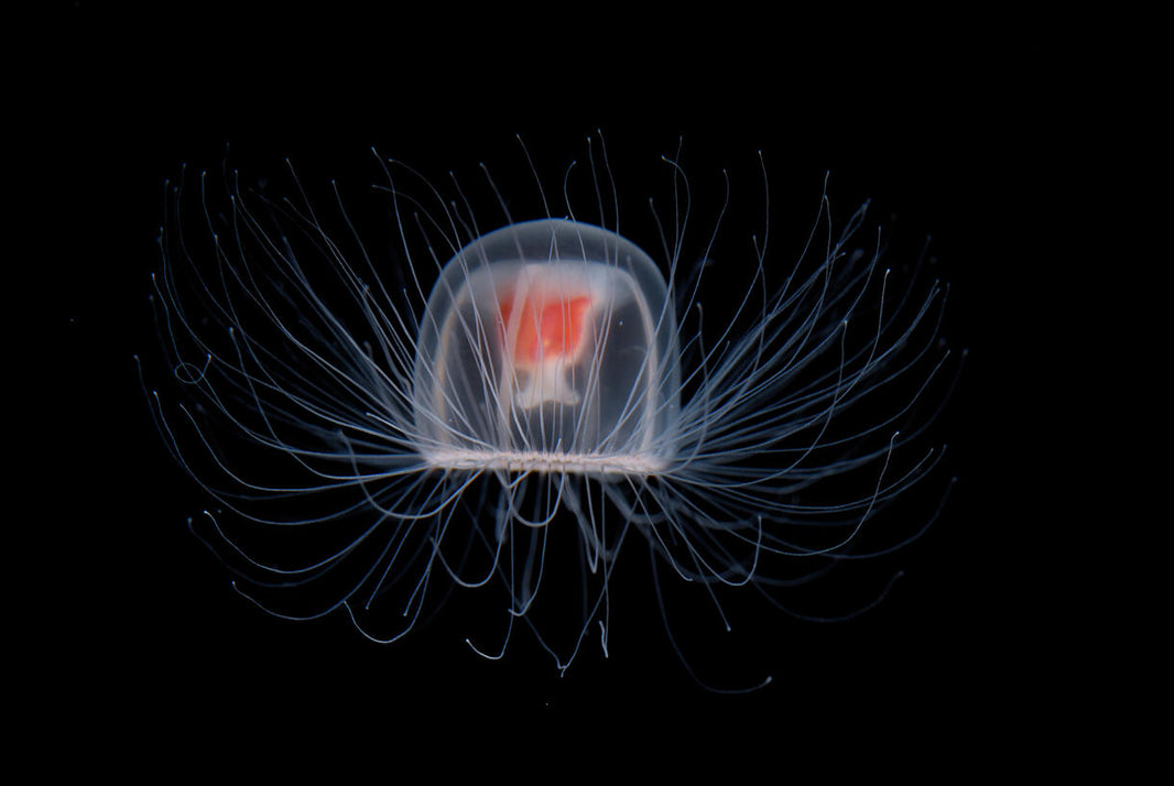 The Immortal Jellyfish, formally known as Mrs. Turritopsis Dohrnii